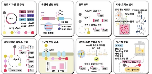 ▲ 고농도의 글루타르산 생성능을 가지는 코리네박테리움 글루타미쿰의 제작을 위한 시스템 대사공학 전략.ⓒKAIST