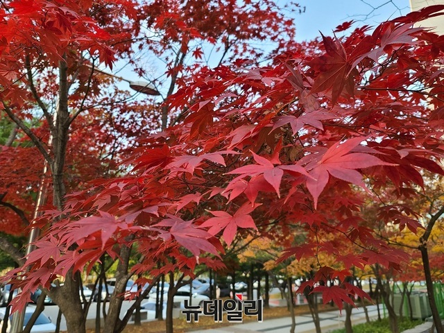 ▲ 얼음이 얼기 시작한다는 소설인 22일 대전시청 정원에 붉게 물든 단풍이 아름답다.ⓒ뉴데일리 충청본부 DB
