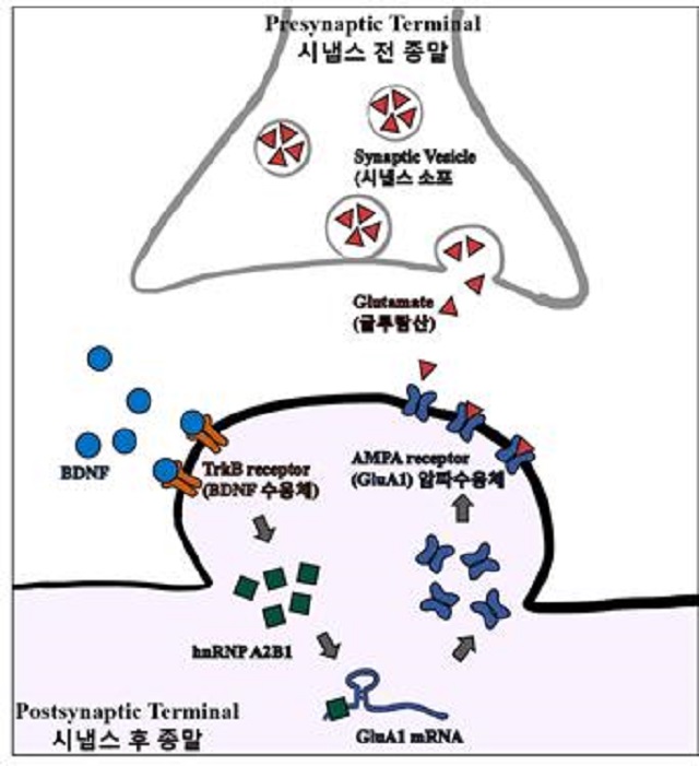 ▲ BDNF에 의해서 증가한 hnRNP A2B1이 GluA1 mRNA에 결합해 번역(translation) 을 증가시킴으로써 암파 수용체의 합성이 증가했고 따라서 시냅스에서 흥분성 신호(excitatory signaling)의 전달을 효율적으로 담당한다.ⓒ포스텍