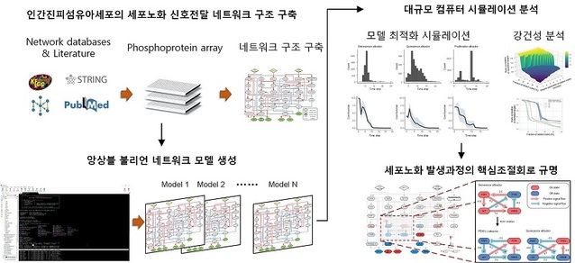 ▲ 앙상블 불리언 네트워크 모델링 및 대규모 컴퓨터 시뮬레이션 분석.ⓒKAIST