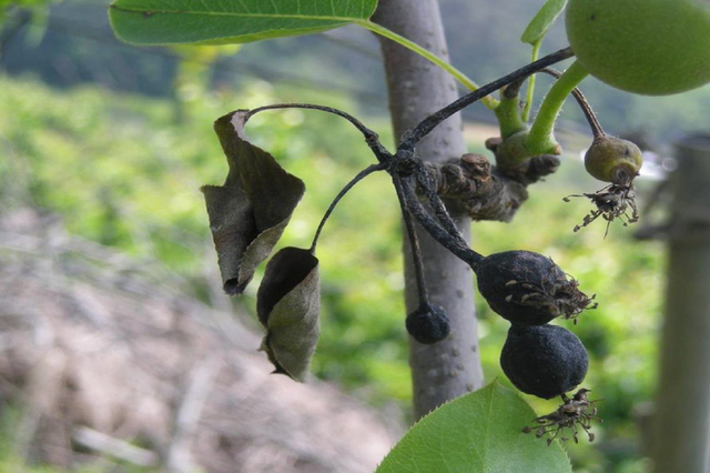 ▲ 청송군(군수 윤경희)은 국내에서 발생하고  있는 과수 화상병의 철저한 예방을 위해 관내 사과‧배 재배 모든 면적을 대상으로 사전 방제 신청을 받는다.ⓒ청송군