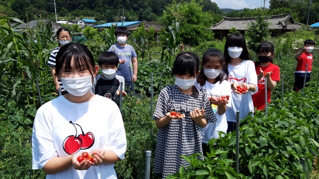 ▲ 경북교육청 인성교육이 알찬 결실을 맺고 있다. 사진은 지난 7월 군위 의흥초등학교에서 생명존중, 협동 등의 인성 가치 함양을 위해 텃밭가꾸기를 하고 수확하는 모습.ⓒ경북교육청