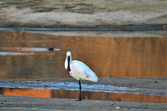 ▲ 최근 충남 논산에서 저어새(천연기념물 205-1호‧멸종위기종 1급)가 지난 10일과 19일 잇따라 발견됐다. ⓒ사진 김권종씨 제공