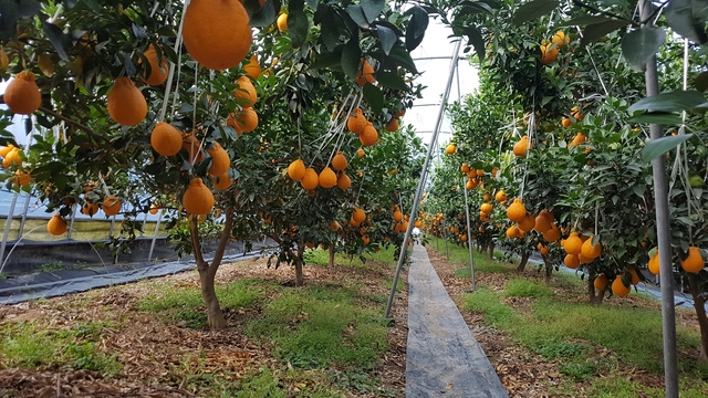 ▲ 고령군 지역 특산물로 자리 잡아 가고 있는 한라봉이 1월부터 본격적으로 출하되고 있다.ⓒ고령군