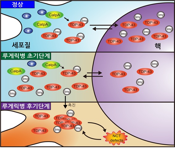 ▲ 연구를 통해 새롭게 수정된 루게릭병 병리 모델.ⓒDGIST