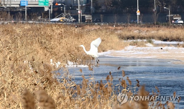 ▲ 서울 우이천·중랑천서 고병원성 AI 검출ⓒ연합