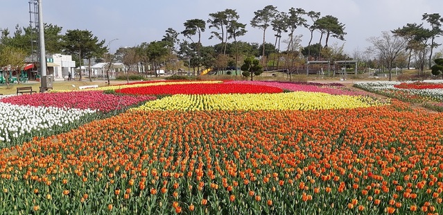 ▲ 충북 청주시가 문암생태공원에 조성한 튤립정원.ⓒ청주시