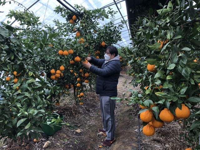 ▲ 세종시 금남면에서 강경섭 씨가 아열대 작물인 감귤류를 재배하고 있다.ⓒ세종시