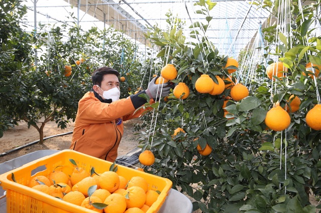 ▲ 이강덕 시장이 한라봉을 수확하고 있다.ⓒ포항시