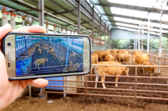 ▲ 영양군은 ‘스마트축사’를 확산시키기 위해 2019년부터 축산분야 ICT확산사업을 추진하는 등의 노력을 해오고 있다.ⓒ영양군