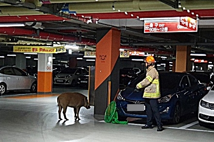 ▲ 지난해 10월 세종시 한 아파트 단지 내에 멧돼지가 출물해 119구조대원들과 포획하고 있다.ⓒ세종소방본부