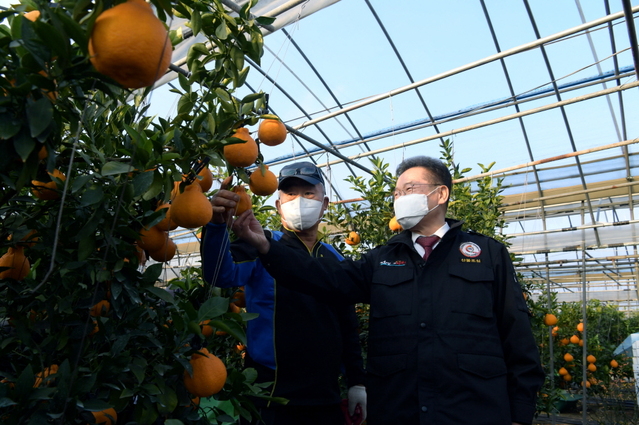 ▲ 최기문 영천시장이 영천시 금호읍 신월리에 위치한 한라봉 재배 농가를 방문한 장면.ⓒ영천시
