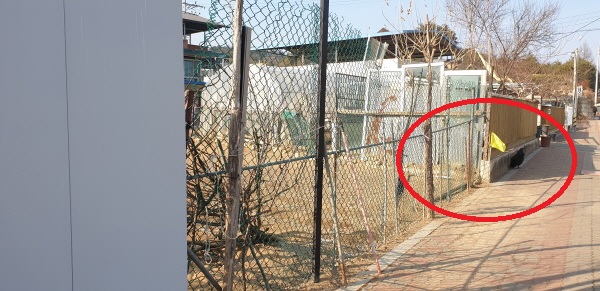 ▲ A건설 공사현장 펜스경계에 위치한 옆집에서 키우는 오골계가 거리로 나와 걷고 있다. = 박지영 기자