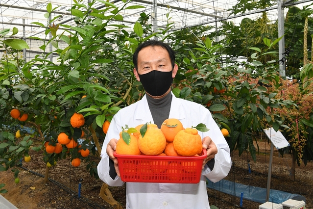 ▲ 달성군은 기후 온난화에 따른 아열대 작물 시험 재배로 생산기술을 축적하고 있으며, 올해에는 시설채소 농가를 대상으로 아열대 채소 재배농가 육성 시범사업을 추진한다.ⓒ달성군