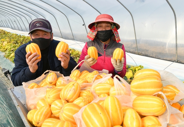 ▲ 달성군은 지난 30일 옥포읍에서 올해 첫 참외를 수확했다.ⓒ달성군