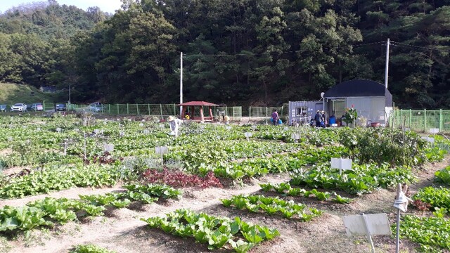 ▲ 2020년 조일골 공영주말도시농장에서 가족들이 배추농사를 짓고 있다.ⓒ수성구