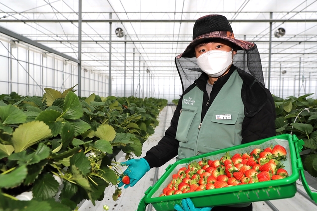 ▲ 지난해 준공한 4ha 규모의 스마트팜에서는 청년농부 43명이 딸기 실습교육이 한창이고 창업한 8명의 청년이 생산한 딸기는 전국각지 식탁에 올려지고 있다.ⓒ경북도