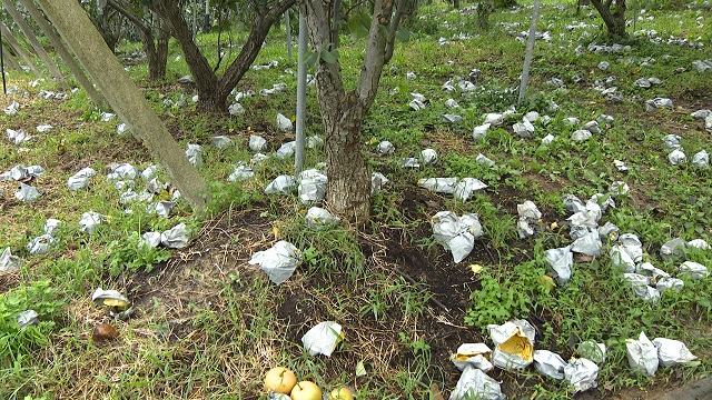 ▲ 지난해 태풍으로 인해 낙과 피해를 입은 과수농가 현장.ⓒ경주시