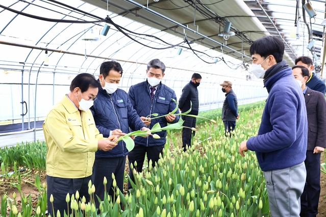 ▲ 칠곡군이 코로나19로 인해 졸업식 등의 각종 행사 취소와 비대면 전환으로 피해를 본 화훼 농가를 돕기 위해 해외시장 수출개척과 내수확대에 나섰다.ⓒ칠곡군