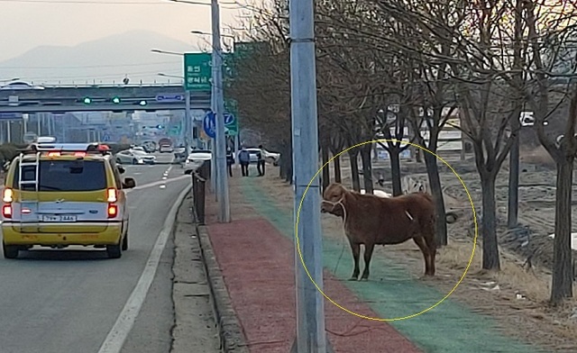 ▲ 10일 오전 7시쯤 충북 진천가축시장에서 탈출한 황소가 진천읍 행정교차로 부근을 배회하다가 붙잡혔다.ⓒ진천소방서