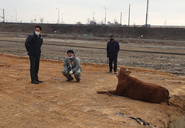 ▲ 가축시장을 탈출해 도로를 배회하던 황소가 마취총을 맞고 앉아 있다.ⓒ진천소방서