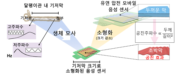 ▲ 달팽이관 내 기저막을 모사한 모바일 압전 음성 센서의 원리.ⓒKAIST