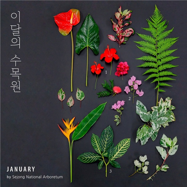 ▲ 이달의 수목원 식물 이미지.ⓒ국립세종수목원