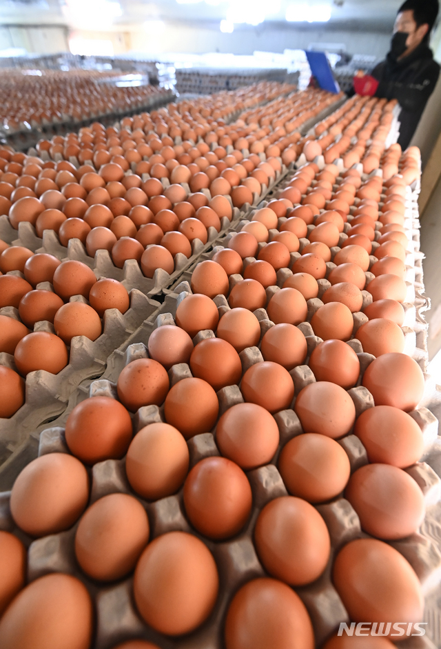 ▲ 계란ⓒ뉴시스