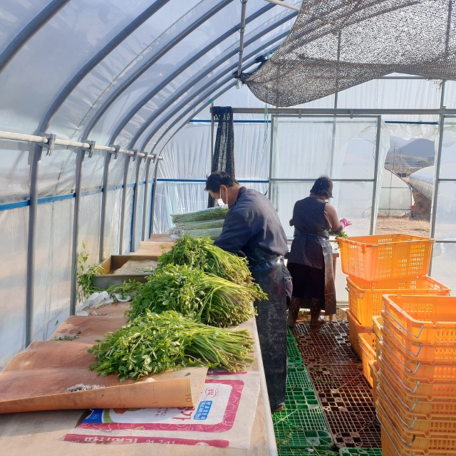 ▲ 울진군(군수 전찬걸)은 지난 17일부터 울진 황토미나리가 본격 출하돼 주민들의 입맛을 사로잡고 있다.ⓒ울진군