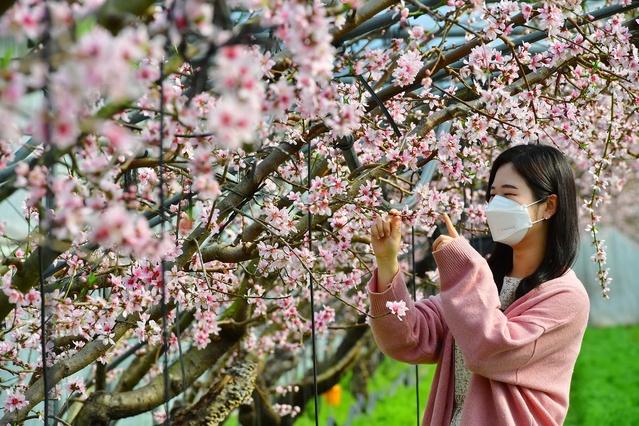 ▲ 청도군 한 시설하우스 복숭아밭에 복사꽃이 활짝 만개했다.ⓒ청도군