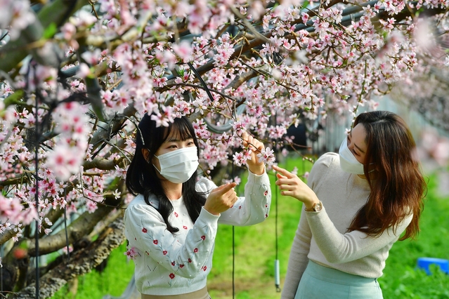 ▲ 비닐하우스 안에는 복사꽃이 활짝 피워 온통 분홍색으로 물들며 마치 봄 안에 들어온 듯한 착각에 빠지게 한다.ⓒ청도군