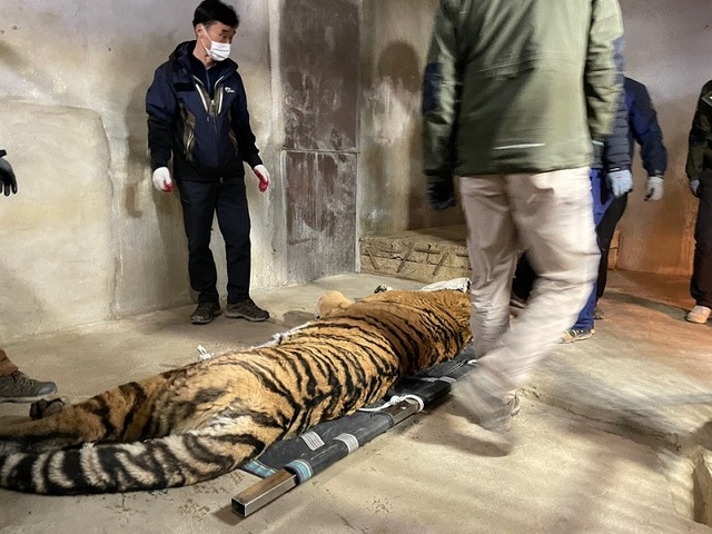▲ 청주동물원 사육사들이 ‘호붐’을 이동시키기 위해 들것을 이용해 이동을 준비하고 있다.ⓒ청주동물원