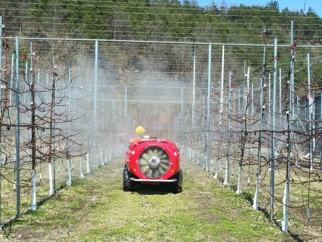 ▲ 청송군(군수 윤경희)은 국내에서 발생하고 있는 과수 화상병의 철저한 예방을 위해 관내 사과‧배 재배 전 농가인 4254 농가(3434ha)를 대상으로 사전 방제 약제를 무상으로 공급한다.ⓒ청송군