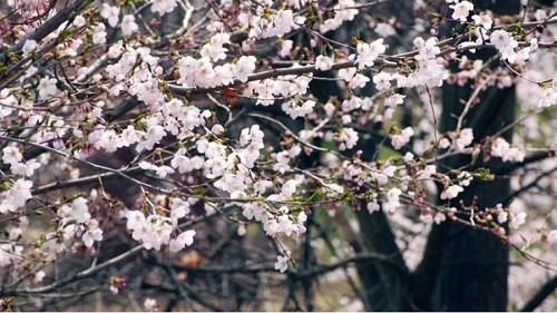 ▲ 지난해 조치원읍 조천변에 활짝 핀 벚꽃.ⓒ세종시 공식 블로그 캡처