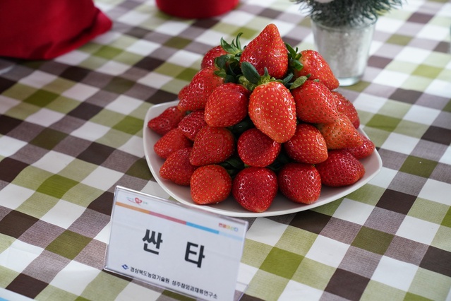 ▲ 경상북도농업기술원은 소비자 선호도가 높고 재배가 안정적으로 되는 고품질 딸기 품종을 집중 육성해 농가에 확대 보급할 계획이다.ⓒ경북도