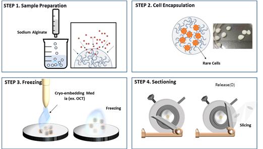 ▲ 알지네이트 비드를 매개로 하는 새로운 동결절편 제작과정 개념도.ⓒ세종충남대병원