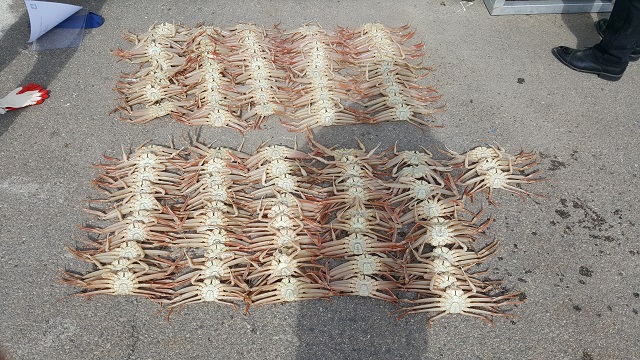 ▲ 영덕군 연중 포획이 금지돼 있는 어린 대게 사진.ⓒ영덕군