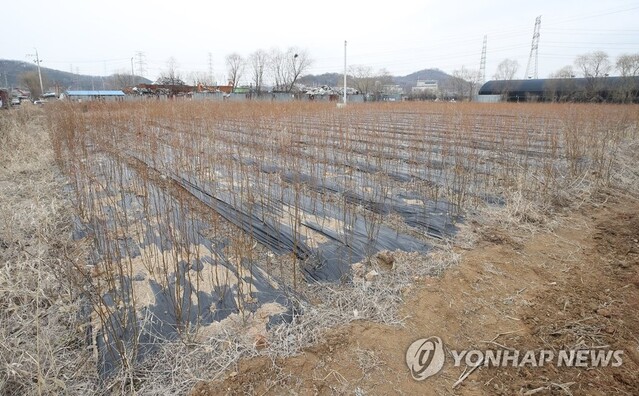 ▲ LH 직원 투기 의혹이 제기된 경기도 시흥시 과림동 재활용사업장 인근 토지에 묘목들이 심겨 있다.ⓒ연합뉴스