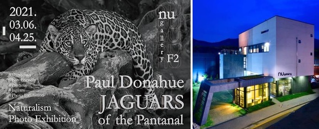 ▲ 폴 도너휴의 작품과 '판타나우의 재규어(Jaguars of the Pantanal)' 展이 열리는 '누갤러리' 전경. ⓒ누갤러리(nu gallery).