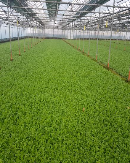 ▲ 대구시는 코로나19 장기화와 사회적 거리두기 시행으로 산지 방문객 급감과 소비위축으로 판로에 어려움을 겪고 있는 미나리 재배 농가를 돕기 위해 대구 미나리와 경북 한돈으로 구성된 미삼세트를 시민에게 저렴하게 판매하도록 지원한다.ⓒ대구시