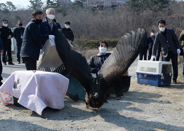 ▲ 독극물 중독 상태로 구조된 야생 독수리가 치료와 재활을 마치고 8일 방사됐다.ⓒ충남도