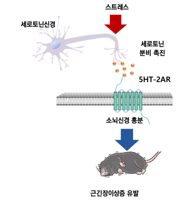 ▲ KAIST 김대수 교수연구팀이 세로토닌에 의한 근긴장이상 발생경로를 규명했다.ⓒKAIST