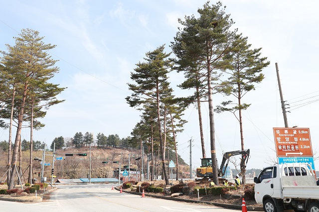 ▲ 울진군은 대형 금강송 이식 공사를 시행했다.ⓒ울진군