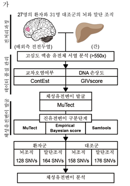 ▲ KAIST 의과대학 이정호 교수연구팀이 사용된 뇌 특이 체성 유전변이 분석 파이프라인.ⓒKAIST