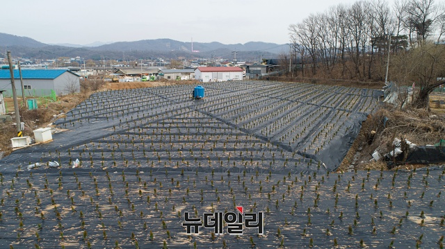 ▲ 땅투기 의혹이 일고있는 한국토지주택공사(LH) 직원의 매입농지. 매입한 토지엔 빼곡히 묘목을 심어놓았다. 묘목마다 보상금을 받는 제도를 악용한 것으로 보인다. ‘노력하지 않으면서 남들처럼 잘 살아보기’의 대표적인 예시이다. ⓒ권창회 기자
