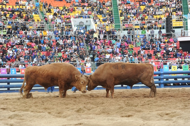 ▲ 청도군(군수 이승율)은 오는 20일부터 코로나19로 인해 장기간 휴장에 들어갔던 청도소싸움경기를 2021시즌 첫 경기를 돌입한다.ⓒ청도군