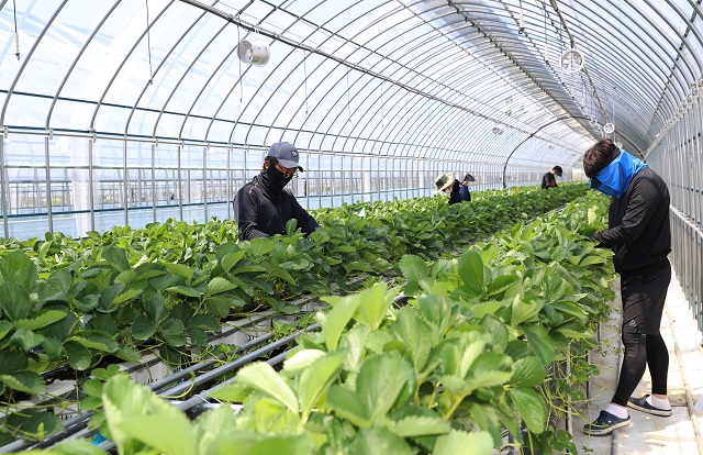 ▲ 의성군은 ‘청년농업인 스마트팜 교육생’을 모집한다.ⓒ의성군