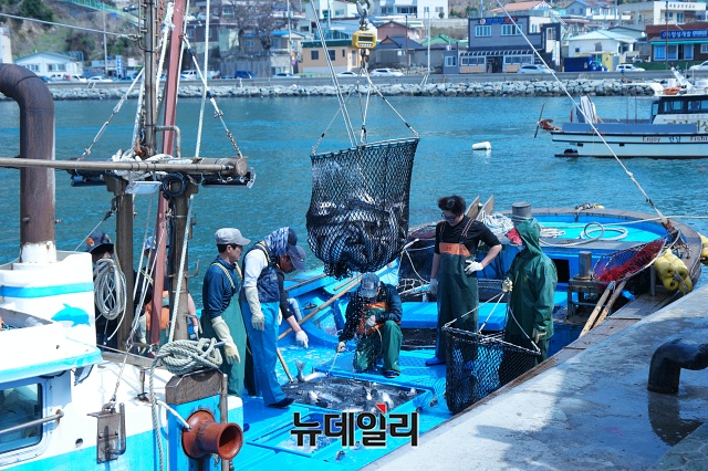 ▲ 16일 대항마을 주민들이 바다에서 잡아온 숭어를 옮기고 있는 모습이다. ⓒ뉴데일리 DB