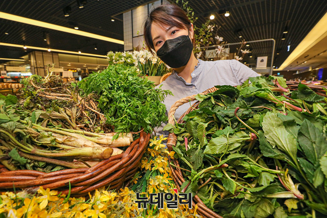 ▲ 현대백화점이 19일 오전 현대백화점 무역센터점 지하1층 식품관에서 울릉도 자연산 '제철 봄나물'을 선보이고 있다. ⓒ현대백화점