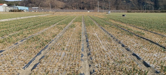 ▲ 영천시(시장 최기문)는 지난 1월 상순 기온이 최대 영하 13.6℃까지 내려가, 마늘, 양파 등의 농작물 한파 피해가 발생했다.ⓒ영천시